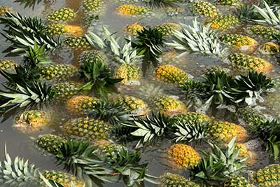 Pineapples floating in water.