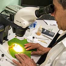 A plant scientist looking at a leaf with a microscope.