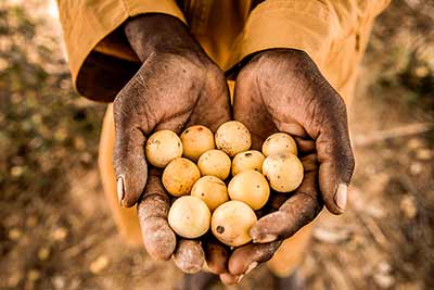 Hands holding fruits.