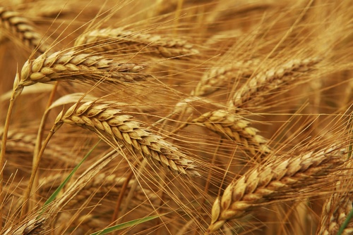 Billedresultat for grain